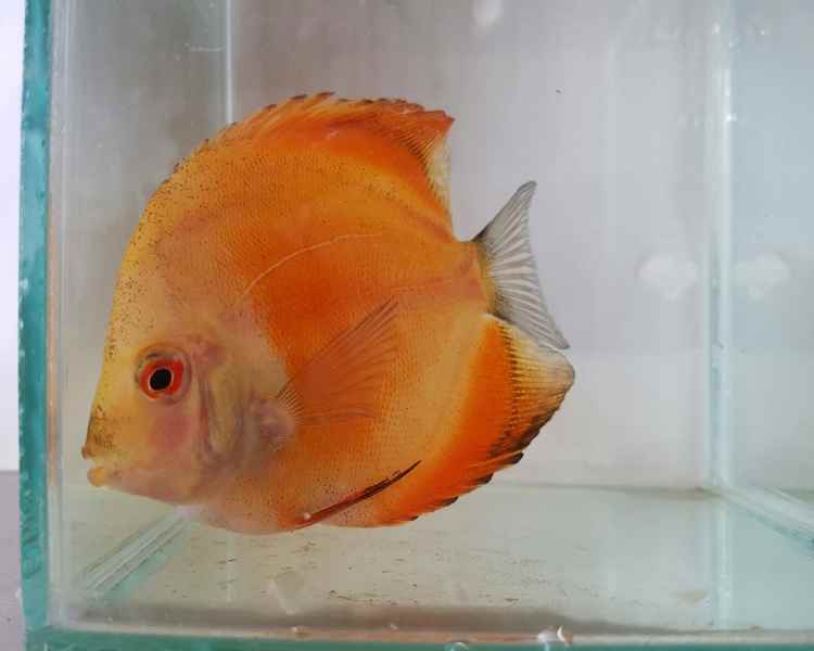 Marlboro Discus ~ 8cm - 9cm